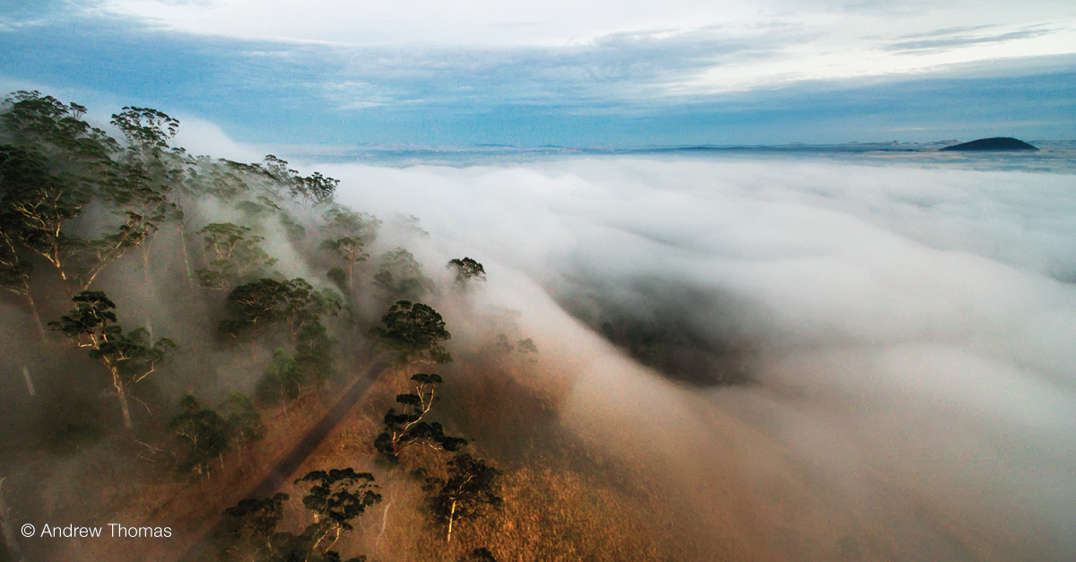 Rolls of woolly looking fog with a partially fogged hillside and trees rising out of it under partially cloudy sky.