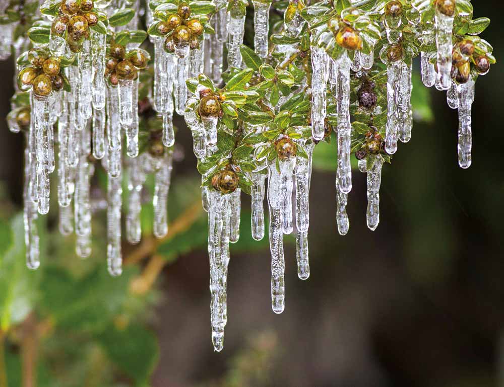 Icicles hang from branches, Liffey, Tasmania, 11 June 2016—Leanne Osmond, Leeo Photography