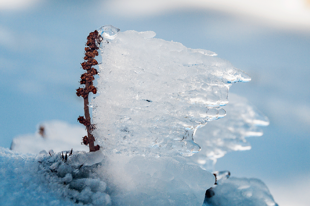 Close-up image of white ice on a sprig of vegetation. The ice has frozen in a wave-like formation behind the plant..
