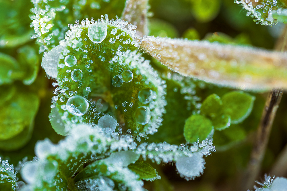 A macro close-up image of tiny frozen droplets on bright green leaves.