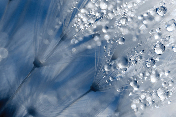 Very close-up view of water droplets on the fringed ends of white dandelion seeds against a blue backdrop