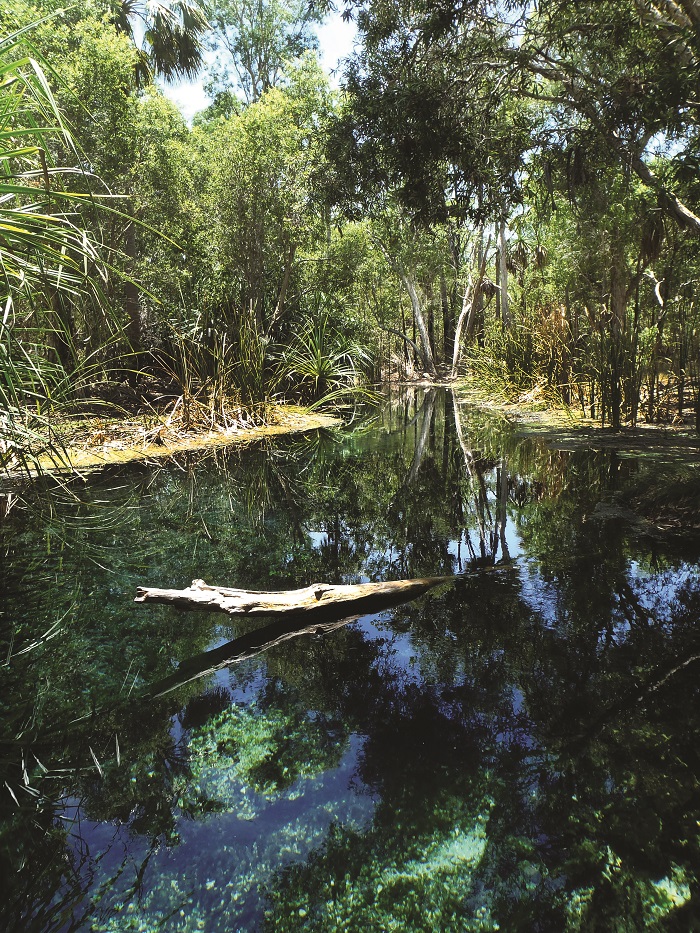 Bitter Springs in the Mataranka region, Northern Territory, an aquatic GDE and popular tourist attraction