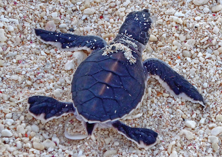 Turtle hatchling