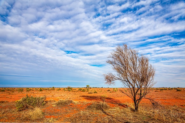 Red desert  with low vegetation and tree in foreground under a blue and cloudy sky.