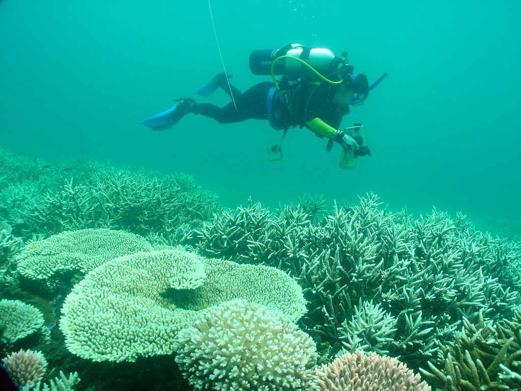 Diver photographs bleached white coral in the Great Barrier Reef.