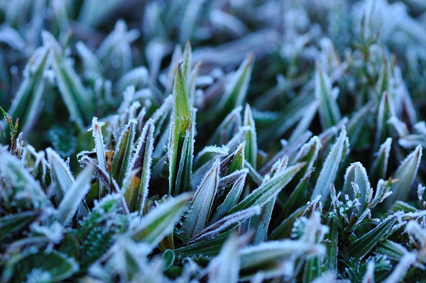 Frost-coated blades of grass.