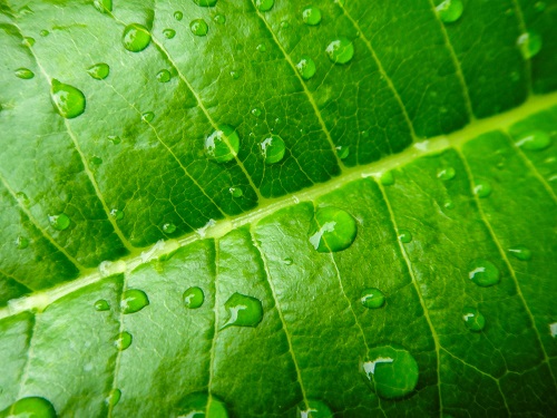 Green leaf with dew