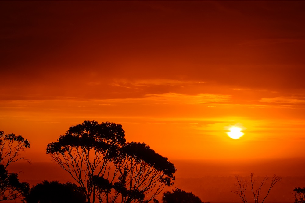 Sunset with red sky over silhouetted trees