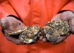 Ocean modelling combats deadly oyster virus