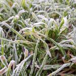 Not just heat: even our spring frosts can bear the fingerprint of climate change